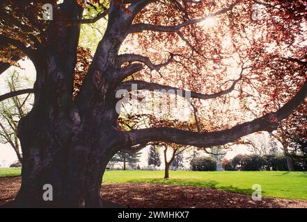 Kupferbuche; Purpurbuche; gewöhnliche Buche; GETTYSBURG NATIONAL MILITARY PARK; GETTYSBURG; PENNSYLVANIA; USA Stockfoto