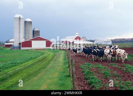 Milchfarm; Kühe und Scheunen in der Nähe von Oxford; Pennsylvania; USA Stockfoto