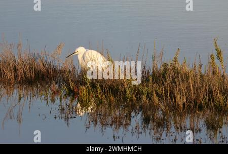 Ein Reiher, der im hohen Gras mitten in einem Teich auf der Suche ist, wird von der aufgehenden Sonne erhellt. Das klare Wasser reflektiert den Vogel. Stockfoto