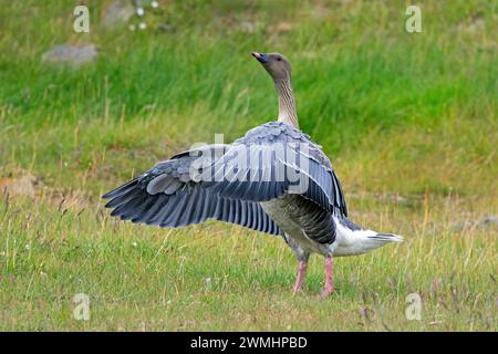 Rosafarbene Gans (Anser brachyrhynchus) flatternde Flügel auf der Tundra im Sommer, Svalbard/Spitzbergen Stockfoto