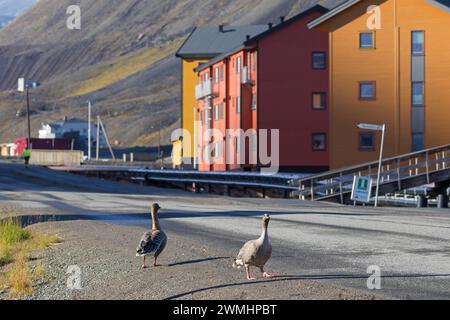 Rotfußgänse (Anser brachyrhynchus), die im Sommer durch die Stadt Longyearbyen laufen, Svalbard/Spitzbergen Stockfoto