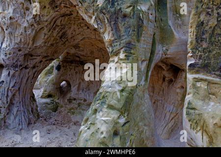 Schnitzereien, Moose und Flechten in den Sandhöhlen, Sandsteinhöhlen bei im Heers unterhalb der Regensteinfelsen bei Blankenburg, Harz, Sachsen-Anhalt Stockfoto