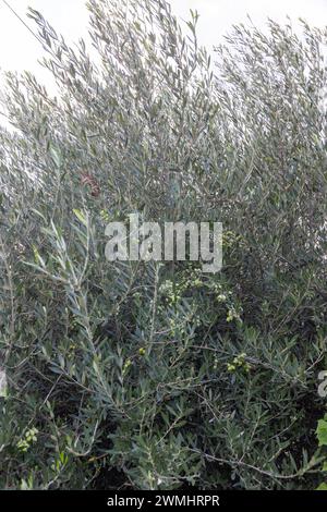 Insel Kreta mit Olivenhainen und Früchten in den Bergen im Sommer Stockfoto