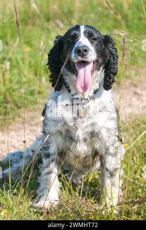 Schwarz-weißer springer Spaniel, der auf die Kamera blickt, mit der Zunge hingen und glücklich aussieht Stockfoto