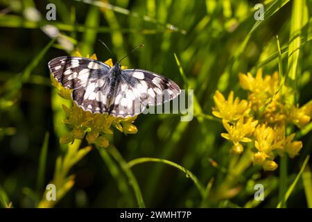 Schmetterling, Marmor weiß, melanargia Galathea. Stockfoto