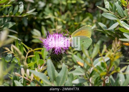 Schmetterling der Familie Pieridae, Brimstone, Gonepteryx rhamni. Stockfoto