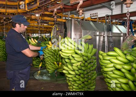 Der Fahrer schneidet Bananenbündel für die anschließende Verpackung und den Transport. Stockfoto