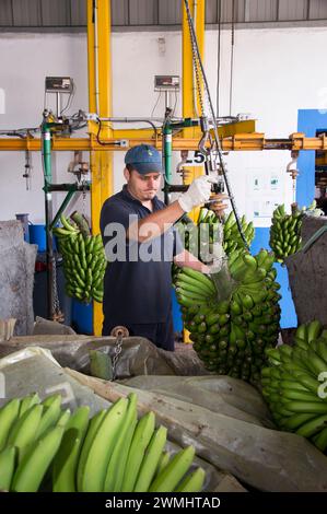 Bewegen Sie Bananenbündel für späteres Schneiden und Verpacken. Stockfoto