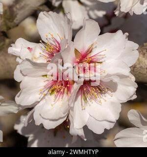Mandelblumen in Blüte. Modesto, Stanislaus County, Kalifornien. Stockfoto
