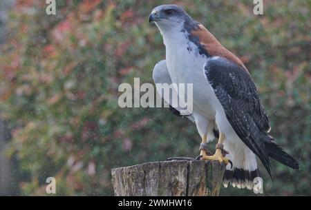 Ein Falke mit rotem Rücken, der auf einem Pfosten thront Stockfoto