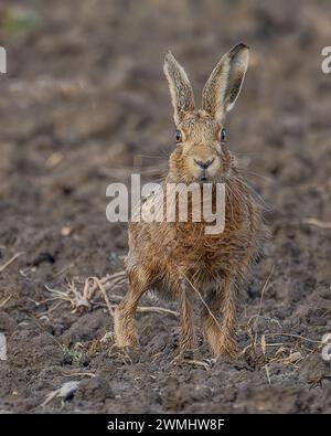 Hase Stockfoto