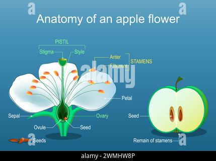 Anatomie der Apfelblüte. Teile von Blumen und Früchten. Fruchtentwicklung. Illustration des abgewickelten Vektors Stock Vektor
