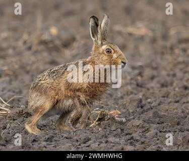 Hase Stockfoto