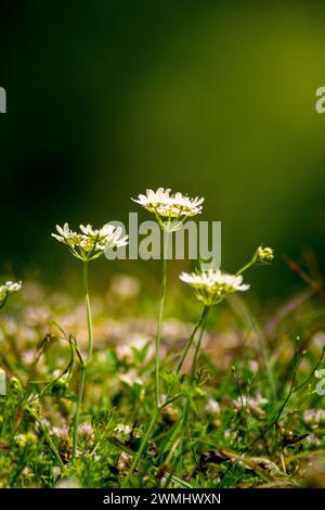 Wilde Blumen im Wald an sonnigen Tagen. Stockfoto
