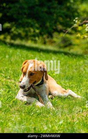 Brauner Hund, der im Wald Spielzeugstock knutscht Stockfoto