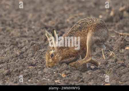 Hase Stockfoto