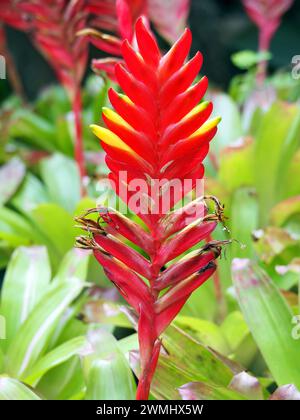 Vriesea carinata, Thailand, Asien Stockfoto