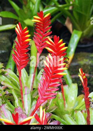 Vriesea carinata, Thailand, Asien Stockfoto