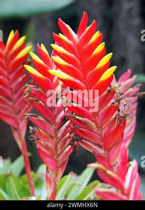 Vriesea carinata, Thailand, Asien Stockfoto