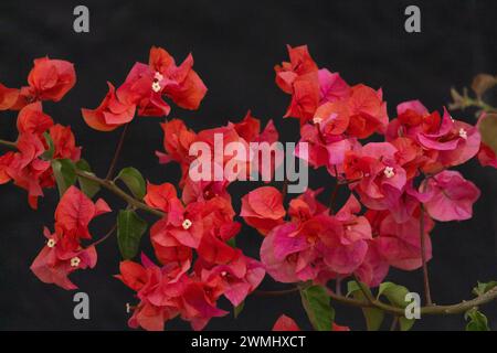 Viele zarte rote Bougainvillea Blüten aus Zweigen mit gesunden Blättern und vielen grünen Pflanzen und Vegetation Stockfoto