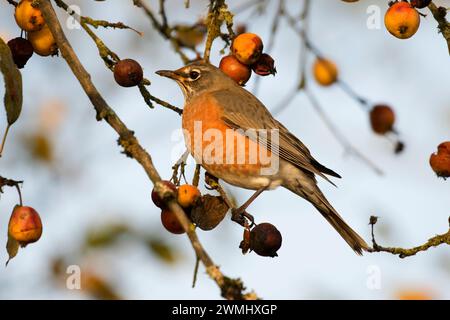 Robin, Ankeny National Wildlife Refuge, Oregon Stockfoto