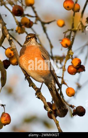 Robin, Ankeny National Wildlife Refuge, Oregon Stockfoto