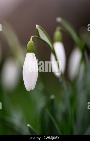 Makroaufnahme der ersten Schneeglöckchen im frühen Frühjahr mit den weißen Blüten und frischen grünen Blättern, Niederlande Stockfoto