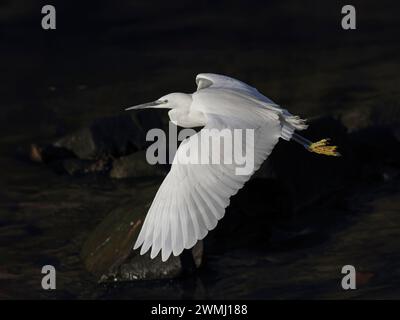 Douro Fluss kleiner weißer Reiher im Flug vor dunklem Hintergrund Stockfoto