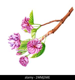 Rosa Japanischer Sakura-Blütenzweig. Botanische Illustrationsblumen im Frühling. Handgezeichnete Blütenknospen, Blütenblätter und Blätter von Kirschblüten Stockfoto