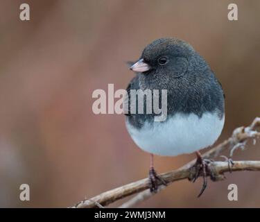 Ein dunkeläugiger Junco-Vogel, der auf einem Zweig zwischen zarten Zweigen liegt Stockfoto