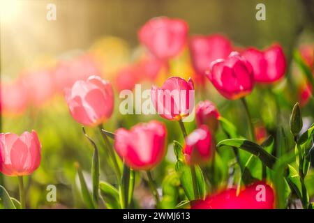 Nahaufnahme der Natur mit fantastischen roten rosa Tulpen, die im Garten blühen. Frühlingsblumen unter Sonnenlicht. Natürliche sonnige Blumenpflanzen Landschaft und verschwimmen Stockfoto