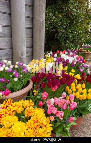 Eine herrliche Tulpenausstellung am Fuße des hölzernen Tempels im Collector Earl's Garden, Arundel Castle Gardens, West Sussex, England. Stockfoto