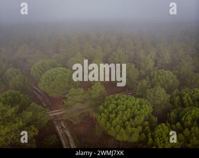 Harzextraktion in einem Pinus-Pinaster-Wald, Montes de Coca, Segovia, Spanien Stockfoto