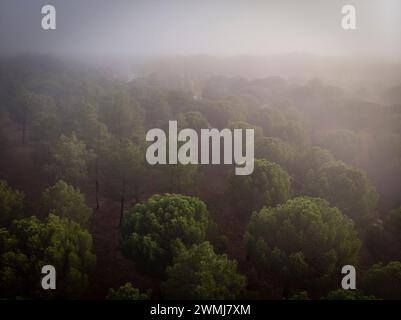 Harzextraktion in einem Pinus-Pinaster-Wald, Montes de Coca, Segovia, Spanien Stockfoto