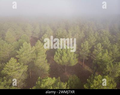 Harzextraktion in einem Pinus-Pinaster-Wald, Montes de Coca, Segovia, Spanien Stockfoto