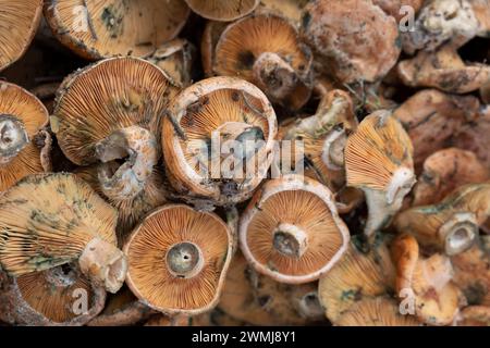 Essbare Pilze der Rebsorte Esclata-Sang, Lactarius sanguifluus, Mallorca, Balearen, Spanien Stockfoto