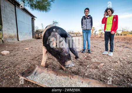 Kinder auf einem Bauernhof der Rasse Faixat, Llucmajor, Mallorca, Balearen, Spanien Stockfoto