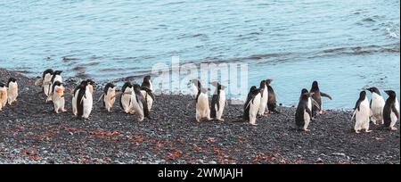Adelie-Pinguine, die entlang der Küste von Brown Bluff in der Antarktis spazieren. Stockfoto