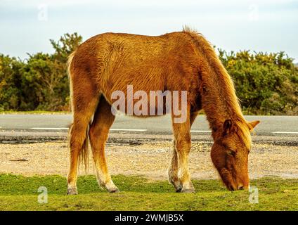 Pony weidet auf Gras im New Forest Stockfoto