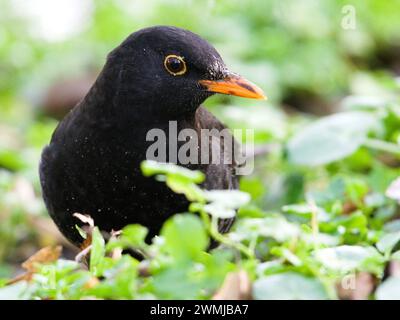 Die Eurasische Amsel, auch bekannt als die gewöhnliche Amsel oder Turdus merula, sucht im Wald nach Nahrung. Versteckt hinter dem Sträucher. Stockfoto