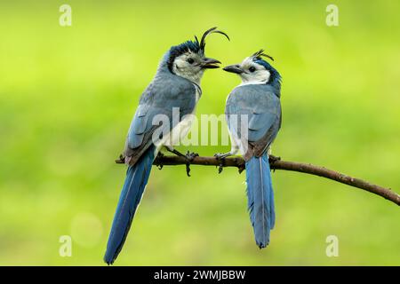 Der weisskehljäher (Calocitta formosa) ist eine große mittelamerikanische Art des elsterjäffchens. Er erstreckt sich im Pazifik-schrägen Dornwald von Jali Stockfoto