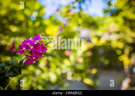 Pinkfarbener Blumenhintergrund. Schöne lila Blumen im Sonnenlicht. Bougainvillea Blumen Textur und Hintergrund. Grünes, üppiges Laub aus nächster Nähe Stockfoto