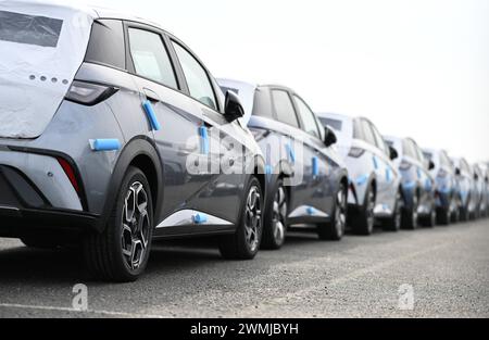Bremerhaven, Deutschland. Februar 2024. Zahlreiche neue Dolphin-Fahrzeuge des Autoherstellers BYD parken am BLG Auto Terminal Bremerhaven. Quelle: Lars Penning/dpa/Alamy Live News Stockfoto