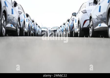 Bremerhaven, Deutschland. Februar 2024. Zahlreiche neue Dolphin-Fahrzeuge des Autoherstellers BYD parken am BLG Auto Terminal Bremerhaven. Quelle: Lars Penning/dpa/Alamy Live News Stockfoto