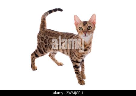 Bengalische Katze isoliert auf weißem Hintergrund, Studio-Aufnahme Stockfoto