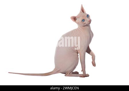 sphynx kanadische Katze isoliert auf weißem Hintergrund, Studio-Aufnahme Stockfoto