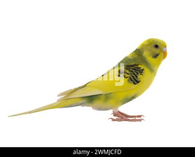 Gelber Budgie isoliert auf weißem Hintergrund Stockfoto