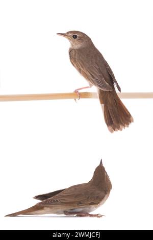 Zwei Nachtigall (Luscinia luscinia) isoliert auf einem weißen Hintergrund in Studio-Aufnahme Stockfoto