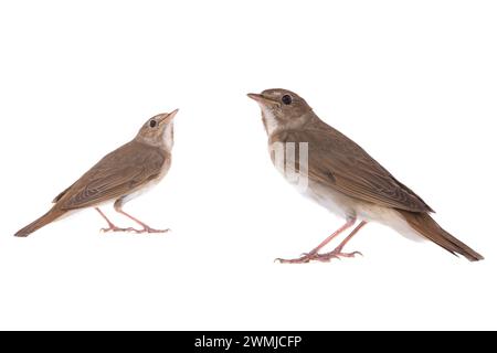 Zwei Nachtigall (Luscinia luscinia) isoliert auf einem weißen Hintergrund in Studio-Aufnahme Stockfoto