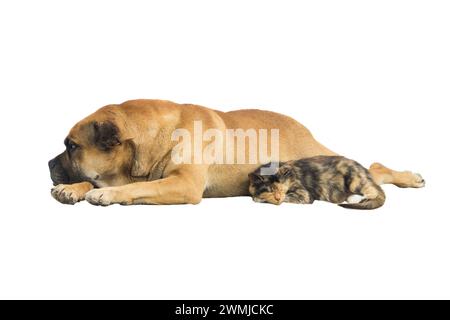 Katzen- und Hundefreunde isoliert auf weißem Hintergrund Stockfoto